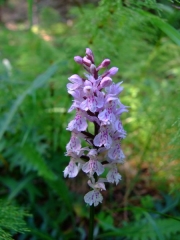 Wilde Orchidee Geflecktes Knabenkraut