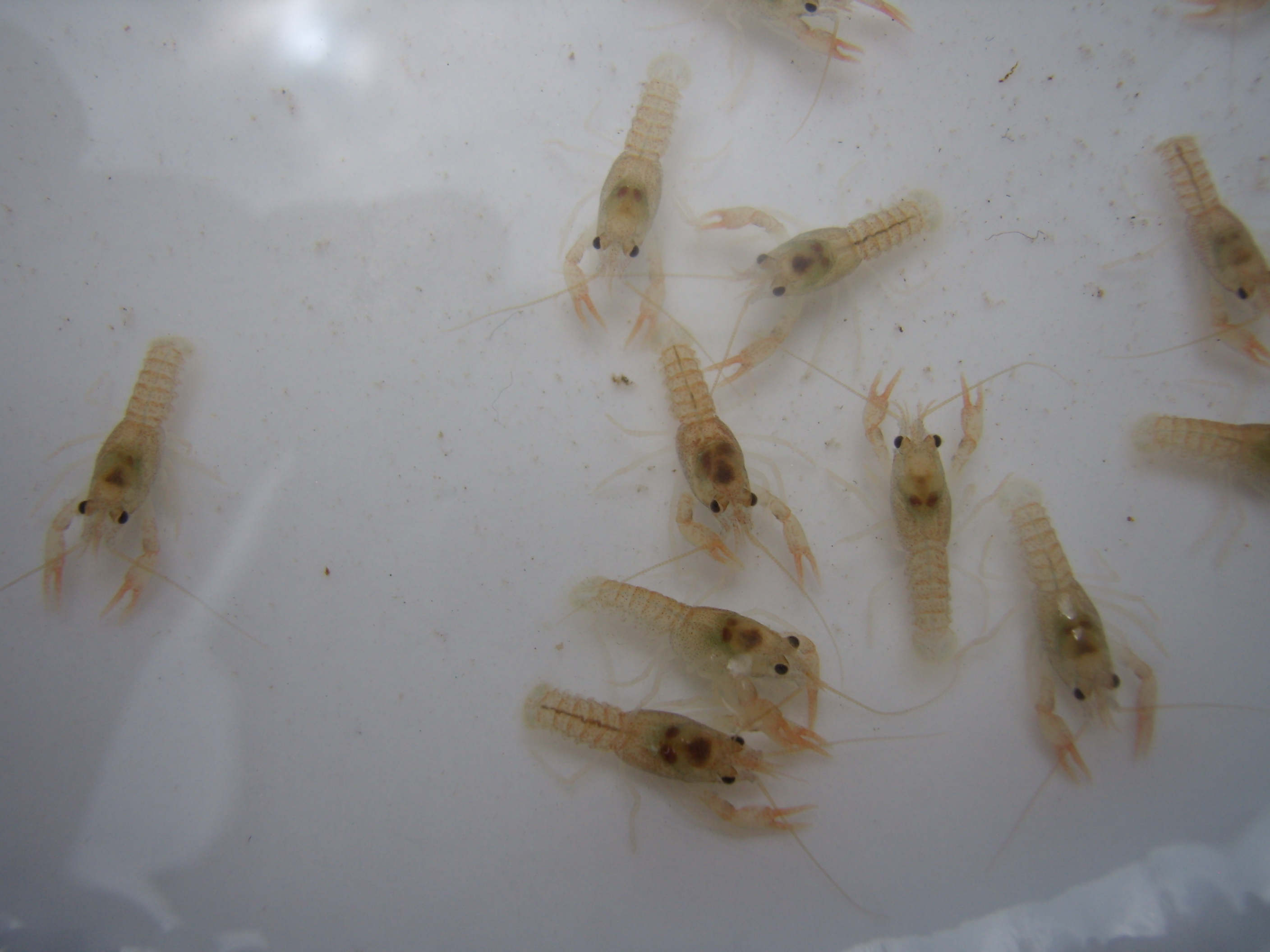 Krebsbrut Astacus astacus